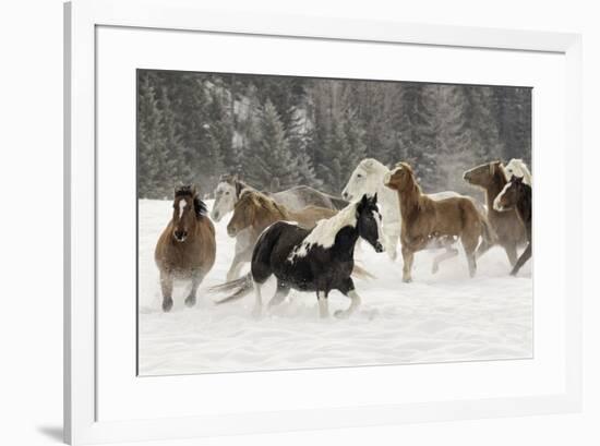 Horse roundup in winter, Kalispell, Montana-Adam Jones-Framed Premium Photographic Print