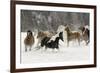 Horse roundup in winter, Kalispell, Montana-Adam Jones-Framed Premium Photographic Print