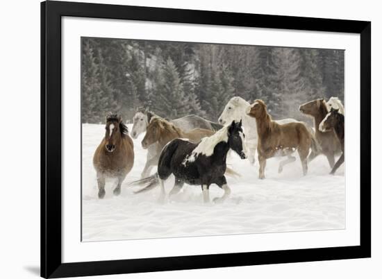 Horse roundup in winter, Kalispell, Montana-Adam Jones-Framed Premium Photographic Print