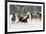 Horse roundup in winter, Kalispell, Montana-Adam Jones-Framed Premium Photographic Print