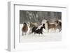 Horse roundup in winter, Kalispell, Montana-Adam Jones-Framed Photographic Print