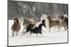 Horse roundup in winter, Kalispell, Montana-Adam Jones-Mounted Photographic Print