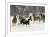 Horse roundup in winter, Kalispell, Montana-Adam Jones-Framed Photographic Print