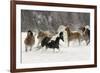 Horse roundup in winter, Kalispell, Montana-Adam Jones-Framed Photographic Print