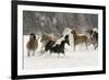 Horse roundup in winter, Kalispell, Montana-Adam Jones-Framed Photographic Print