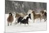 Horse roundup in winter, Kalispell, Montana-Adam Jones-Mounted Photographic Print