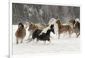 Horse roundup in winter, Kalispell, Montana-Adam Jones-Framed Photographic Print