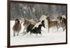 Horse roundup in winter, Kalispell, Montana-Adam Jones-Framed Photographic Print