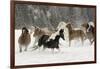 Horse roundup in winter, Kalispell, Montana-Adam Jones-Framed Photographic Print