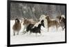 Horse roundup in winter, Kalispell, Montana-Adam Jones-Framed Photographic Print