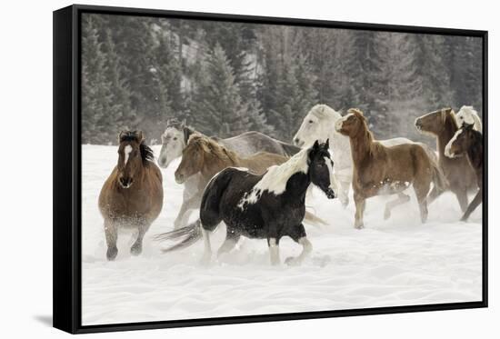 Horse roundup in winter, Kalispell, Montana-Adam Jones-Framed Stretched Canvas