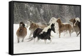 Horse roundup in winter, Kalispell, Montana-Adam Jones-Framed Stretched Canvas