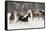 Horse roundup in winter, Kalispell, Montana-Adam Jones-Framed Stretched Canvas