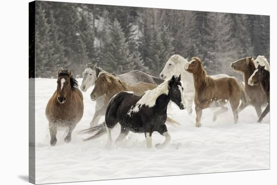 Horse roundup in winter, Kalispell, Montana-Adam Jones-Stretched Canvas