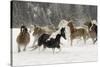 Horse roundup in winter, Kalispell, Montana-Adam Jones-Stretched Canvas