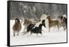 Horse roundup in winter, Kalispell, Montana-Adam Jones-Framed Stretched Canvas