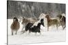 Horse roundup in winter, Kalispell, Montana-Adam Jones-Stretched Canvas