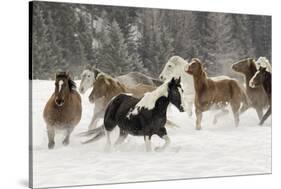 Horse roundup in winter, Kalispell, Montana-Adam Jones-Stretched Canvas