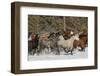 Horse roundup in winter, Kalispell, Montana.-Adam Jones-Framed Photographic Print