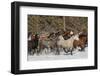 Horse roundup in winter, Kalispell, Montana.-Adam Jones-Framed Photographic Print