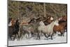 Horse roundup in winter, Kalispell, Montana.-Adam Jones-Mounted Photographic Print