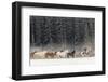 Horse roundup in winter, Kalispell, Montana.-Adam Jones-Framed Photographic Print