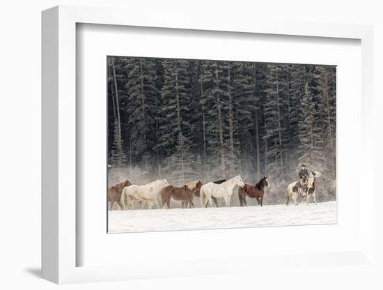 Horse roundup in winter, Kalispell, Montana.-Adam Jones-Framed Photographic Print