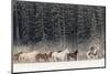 Horse roundup in winter, Kalispell, Montana.-Adam Jones-Mounted Photographic Print