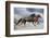 Horse Run Gallop-Callipso88-Framed Photographic Print