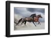 Horse Run Gallop-Callipso88-Framed Photographic Print