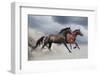 Horse Run Gallop-Callipso88-Framed Photographic Print