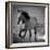 Horse Runner-Nathan Larson-Framed Photographic Print