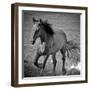 Horse Runner-Nathan Larson-Framed Photographic Print