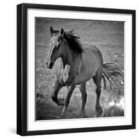 Horse Runner-Nathan Larson-Framed Photographic Print