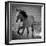 Horse Runner-Nathan Larson-Framed Photographic Print