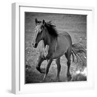 Horse Runner-Nathan Larson-Framed Photographic Print