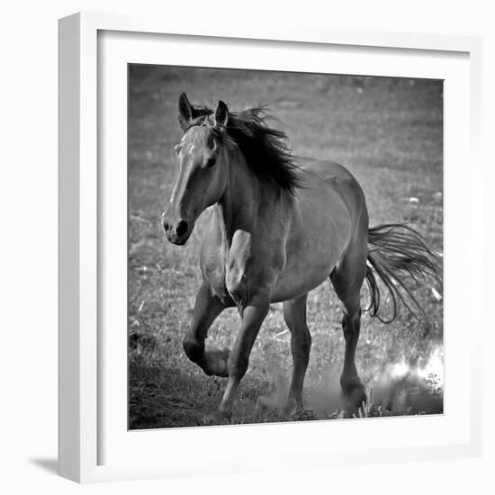 Horse Runner-Nathan Larson-Framed Photographic Print