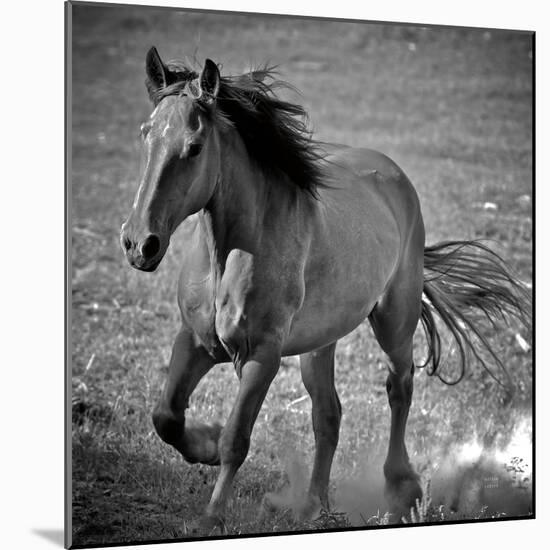 Horse Runner-Nathan Larson-Mounted Photographic Print