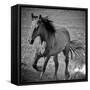 Horse Runner-Nathan Larson-Framed Stretched Canvas