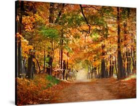 Horse Running across Road in Fall Colors-null-Stretched Canvas