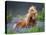 Horse Running by Lupines. Purebred Icelandic Horse in the Summertime with Blooming Lupines, Iceland-null-Stretched Canvas