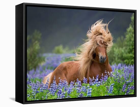 Horse Running by Lupines. Purebred Icelandic Horse in the Summertime with Blooming Lupines, Iceland-null-Framed Stretched Canvas