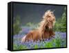 Horse Running by Lupines. Purebred Icelandic Horse in the Summertime with Blooming Lupines, Iceland-null-Framed Stretched Canvas