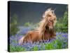 Horse Running by Lupines. Purebred Icelandic Horse in the Summertime with Blooming Lupines, Iceland-null-Stretched Canvas