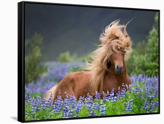 Horse Running by Lupines. Purebred Icelandic Horse in the Summertime with Blooming Lupines, Iceland-null-Framed Stretched Canvas