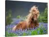 Horse Running by Lupines. Purebred Icelandic Horse in the Summertime with Blooming Lupines, Iceland-null-Stretched Canvas