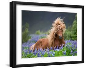 Horse Running by Lupines. Purebred Icelandic Horse in the Summertime with Blooming Lupines, Iceland-null-Framed Premium Photographic Print