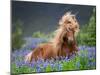 Horse Running by Lupines. Purebred Icelandic Horse in the Summertime with Blooming Lupines, Iceland-null-Mounted Premium Photographic Print