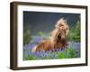 Horse Running by Lupines. Purebred Icelandic Horse in the Summertime with Blooming Lupines, Iceland-null-Framed Photographic Print