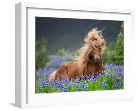 Horse Running by Lupines. Purebred Icelandic Horse in the Summertime with Blooming Lupines, Iceland-null-Framed Photographic Print